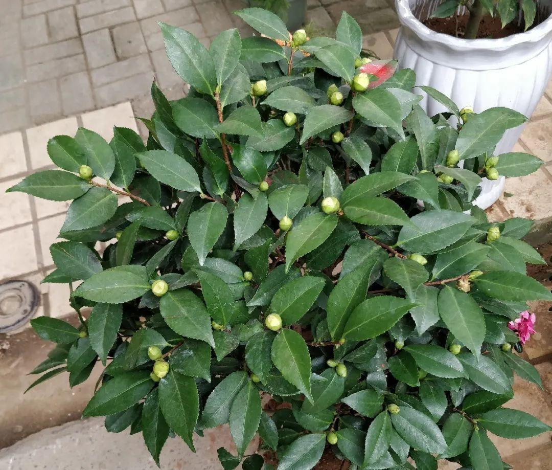 5种花不敢买,秋天死太快,养不活惹一肚子气