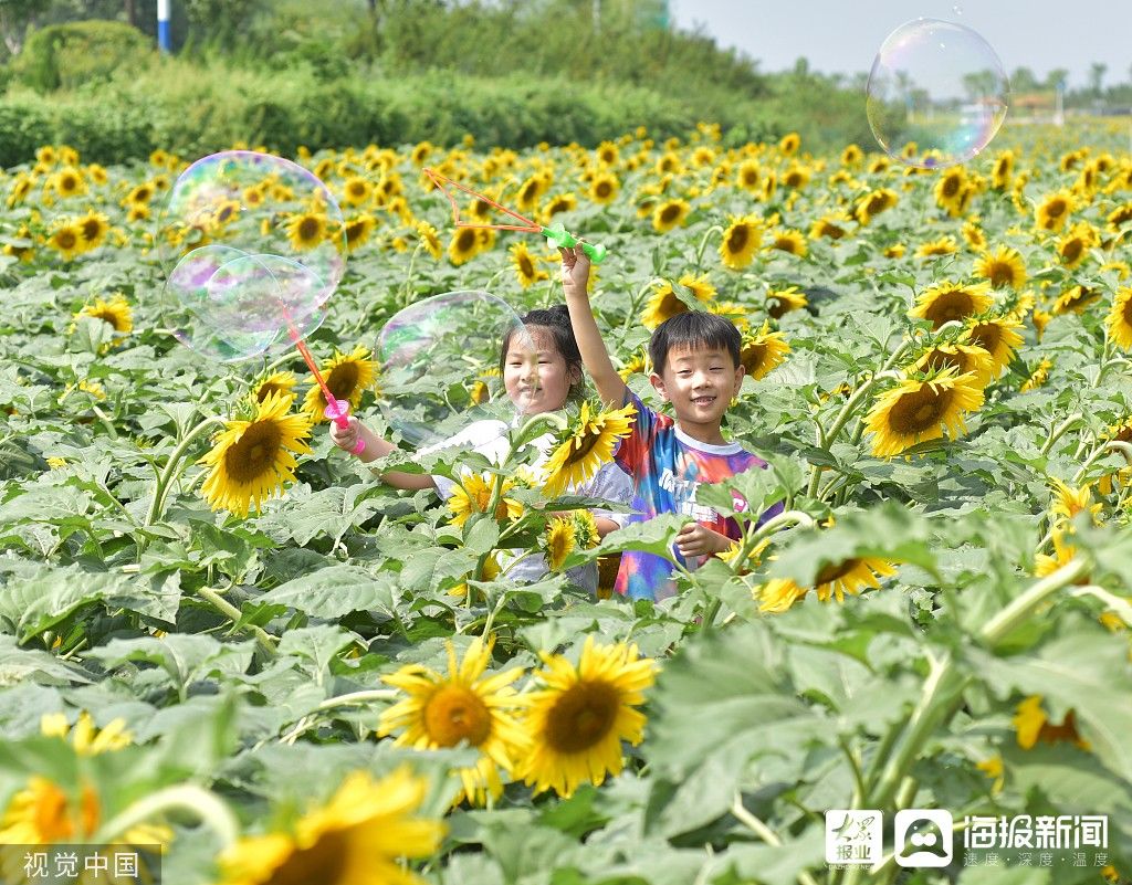 花海|图看日照｜沭河湿地百亩向日葵花开正旺