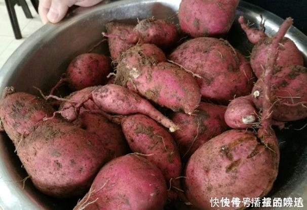冬季红薯热门抢手货,60岁老中医表示要少吃,吃红薯5个注意点