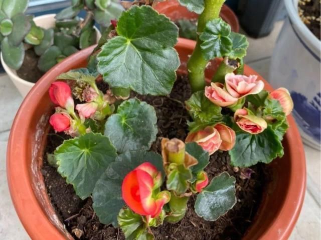 仙客来|公认难养的20种花，养一盆死一盆，下次还敢买