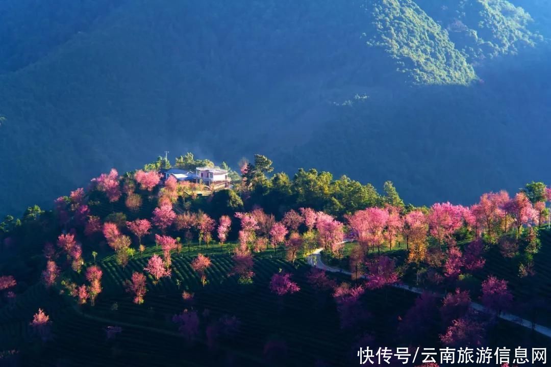 樱花|无量山2000亩的樱花开了，等你来