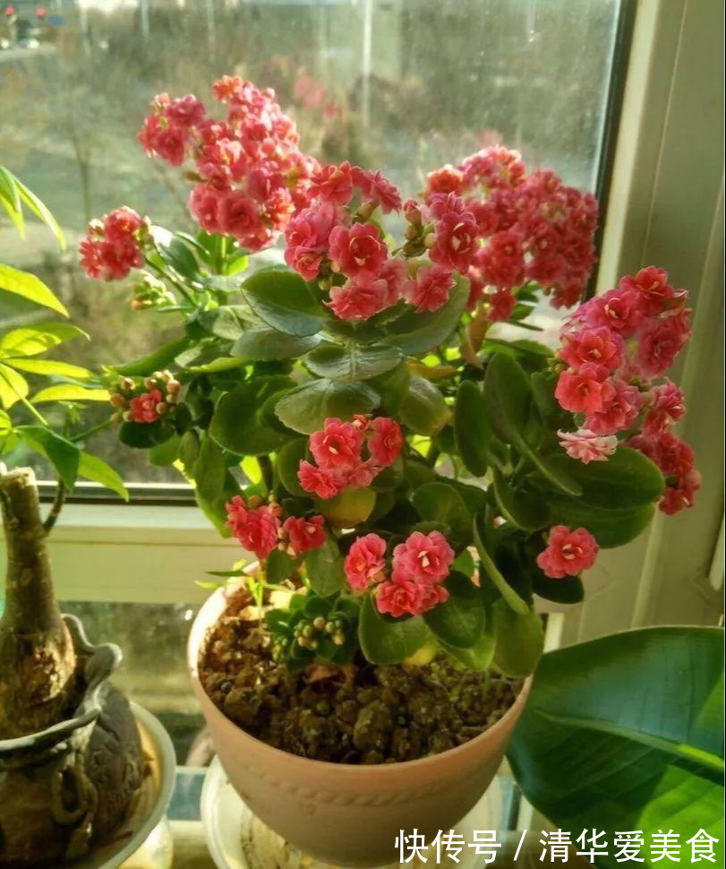 土壤|十月养长寿花,三件事情不能做,不然下半年难开花,甚至会烂根