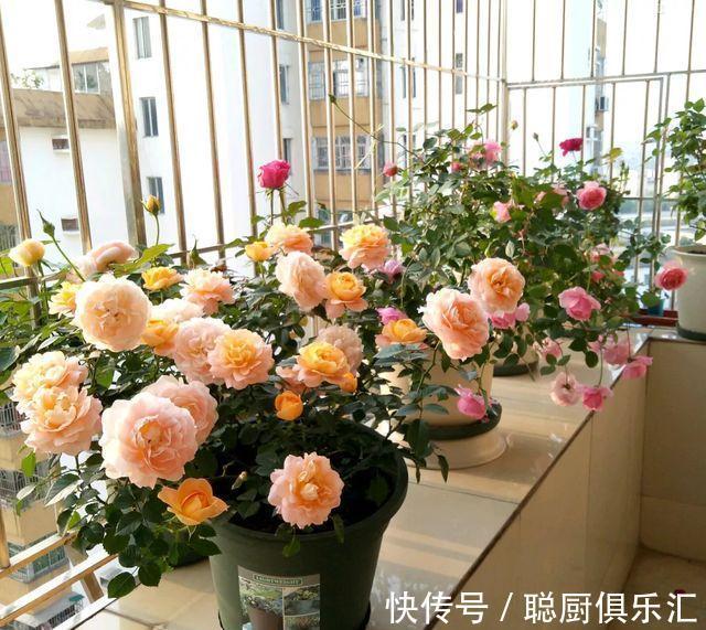 球兰|农历10月初4立冬后,养什么花?以下3种花,事事顺心吉星高照