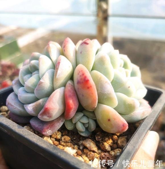 北方大面积降温,室外的多肉注意了,小心冻化水,赶紧罩起来