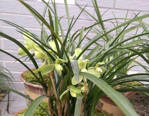 夏天兰花有4“怕”,现在避开还不晚,安全度夏叶油绿