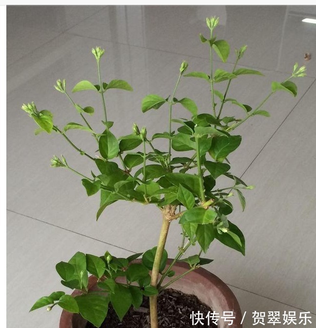 花香|靠简单的修剪与施肥,就能让你的盆栽茉莉多开花