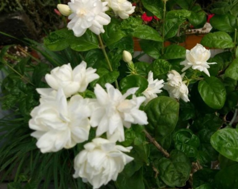 4种花，有“助眠”功效，提高睡眠质量，好养漂亮，越养越上瘾