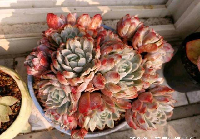 多肉植物上色出状态,要满足这3个条件,缺一不可,否则都是奢求
