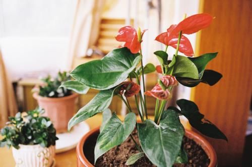 日常养花该准备什么肥？自制这3样就不错，肥效温和、材料易得