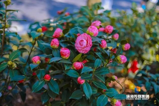 太养眼！茶花廊道、波斯菊花海、勒杜鹃廊道…海天公园上新啦