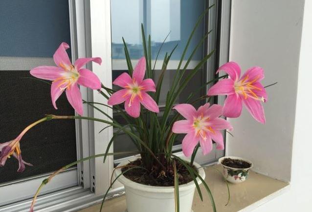 植物|往花盆里丢“电线”，啥花都喜欢，难怪花和叶子“呼呼长”