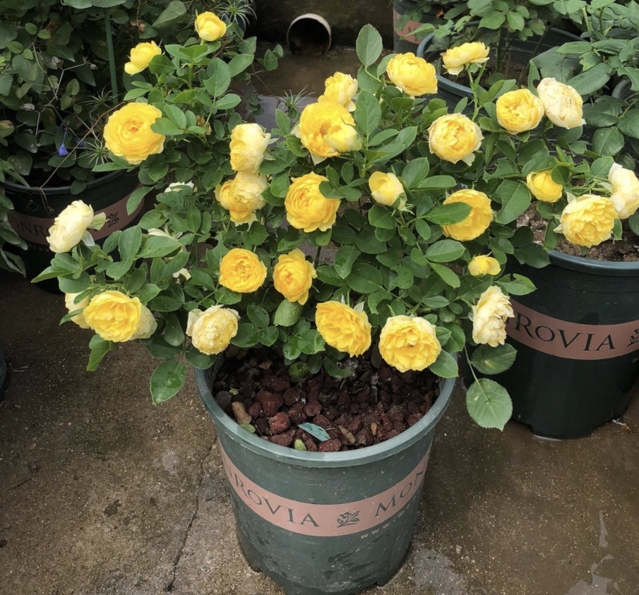 进入8月,养花浇点“开花水”,2周冒花苞,花色艳、花朵密