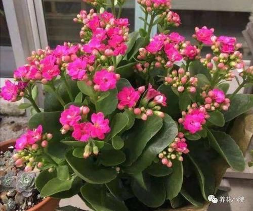  太冷的水|冬天养长寿花，浇水要做到“3不浇”，不然花期容易烂根黄叶