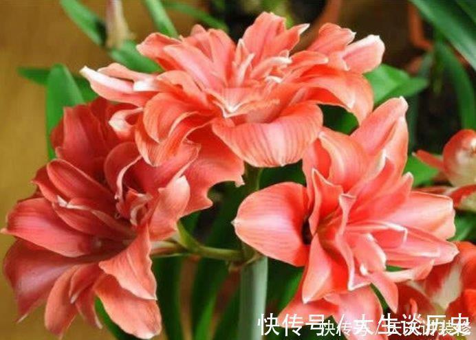 4种花超漂亮，旺财又养人，吉祥富贵，红红火火好运来！