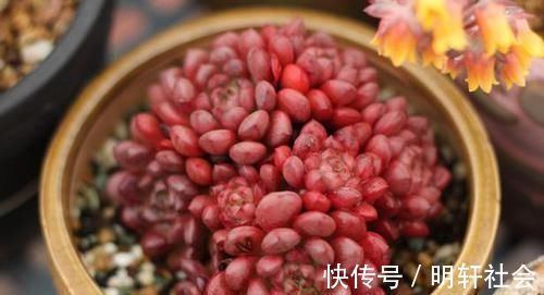 多肉植株|养多肉，不懂该什么时候浇水？凭借这些特征动手就能远离问题