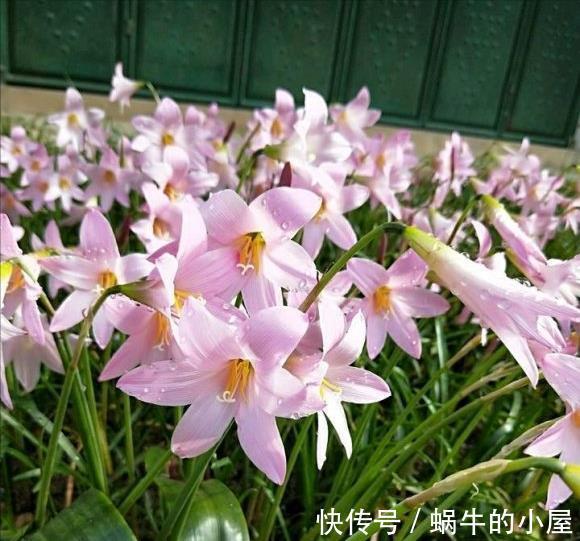 休眠|8种“漂亮花”,就怕暴雨天,淋雨就烂,赶紧搬到屋里去