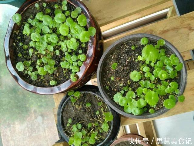 这花春天不能缺水,放阳台一晒就能活,不用半月叶子长满盆!