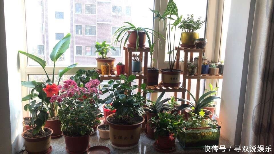 养花不会施肥2种“小东西”垫盆底,一年不用施肥,花卉蹭蹭长