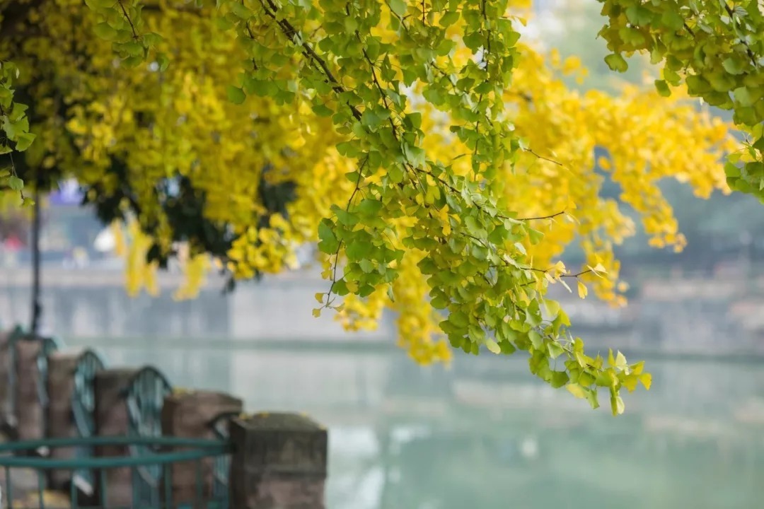 龙和虎&《增广贤文》精华48句,悟透人生有真知