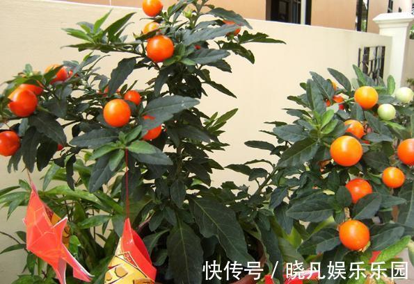 卧室|卧室养花不了解这些,随意盆栽可能会引发失眠、没精神、一身病