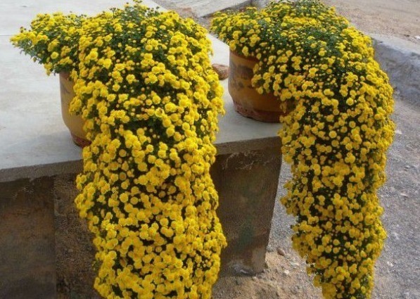 喜欢菊花,下面“3种”要首选,花开绚丽多姿,艳压群芳,美呆