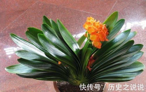 都说君子兰不好养殖，其实误会了君子兰，简简单单就能养好