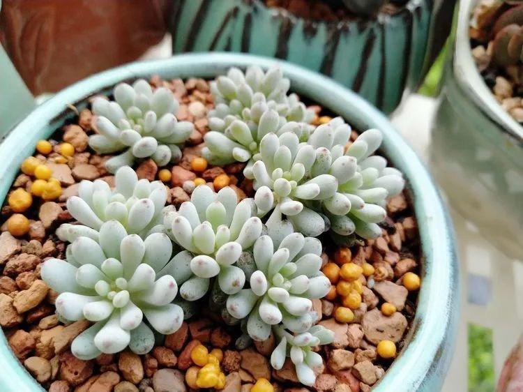 养肉三年，分享养肉经验，谈谈适合逆开挂区的多肉！