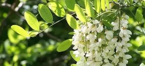  香椿|蒲公英、香椿、榆树钱、白蒿，一种野菜就能治一种病，了解一下