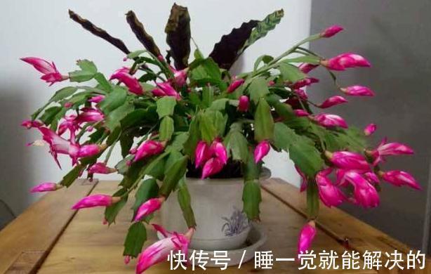 蟹爪兰只长了几个花苞,该怎么养爆盆调整4点,呼啦啦开不停