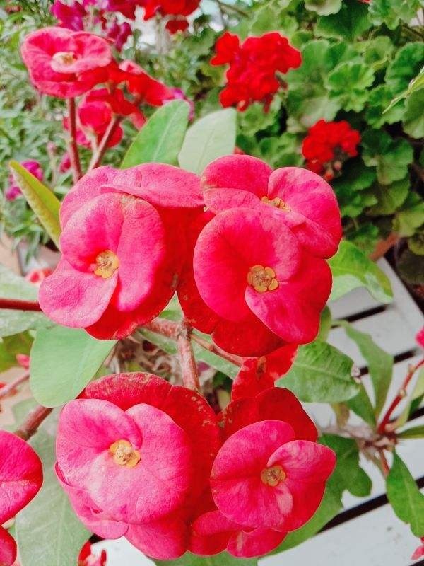 有些花虽好看，但是不适合养在卧室，你中招了吗
