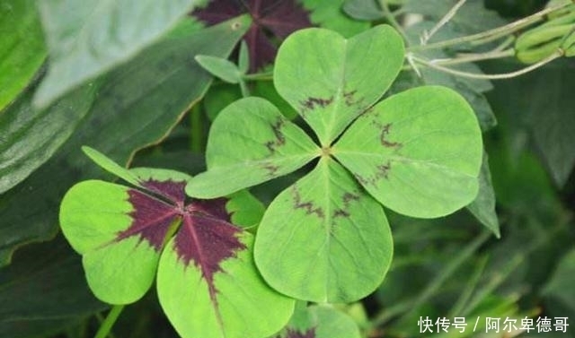 球根|5种春植球根花卉正当时,今年夏天花开不断