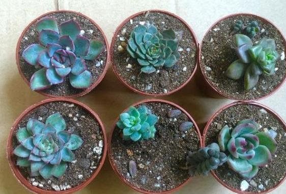 新手小白养殖多肉植物,想要个个长爆盆需多注重5个小技巧