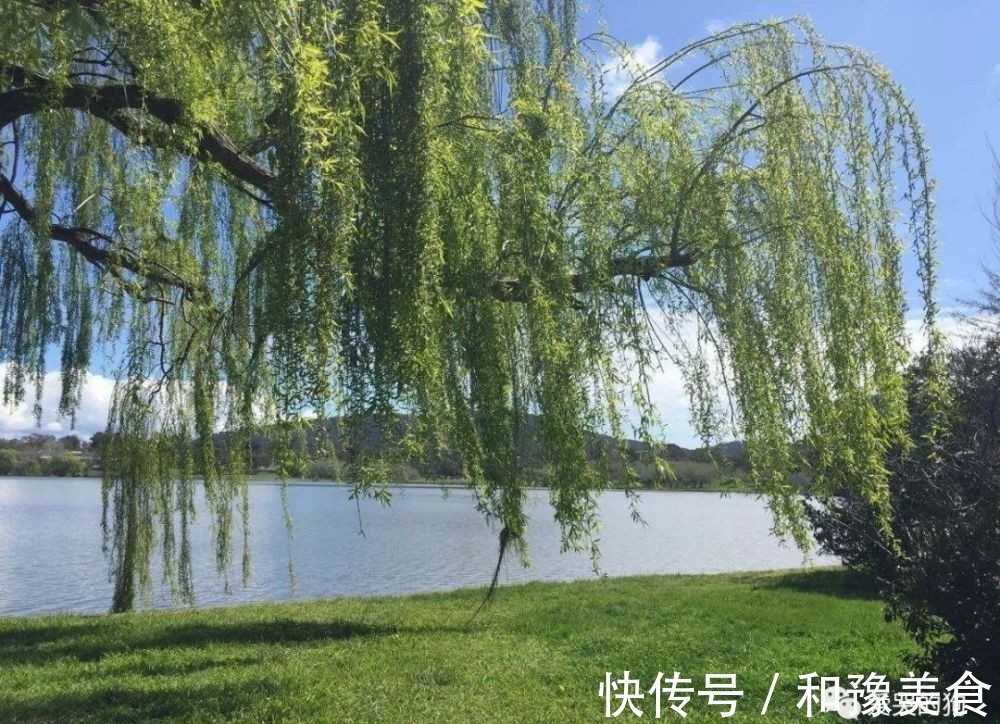 诗人#曾巩的咏物诗别具一格,这首经典的《咏柳》,每一句都有深意