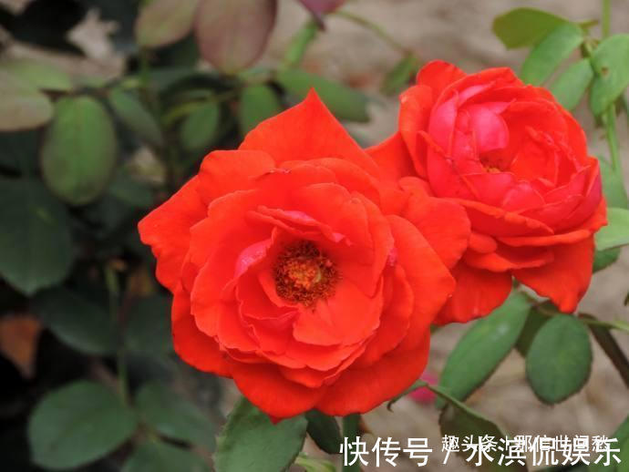 品种|喜欢玫瑰,就试试“珍稀品种”香云,芳香四溢,花朵鲜艳,好美