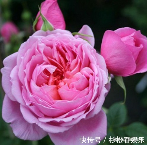 条纹|喜欢菊花,不如养盆“月季精品”贝尔公园,花朵亮粉色,带橙色调