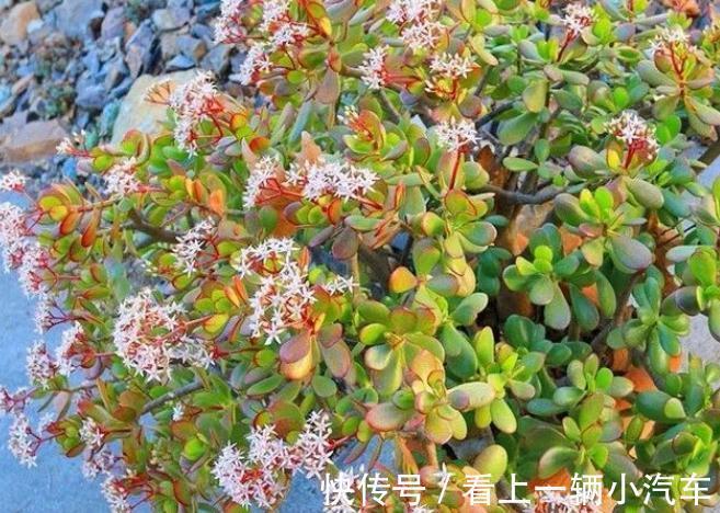 多浆植物厚脸皮,原来这么养上两三年就能成老桩盆景