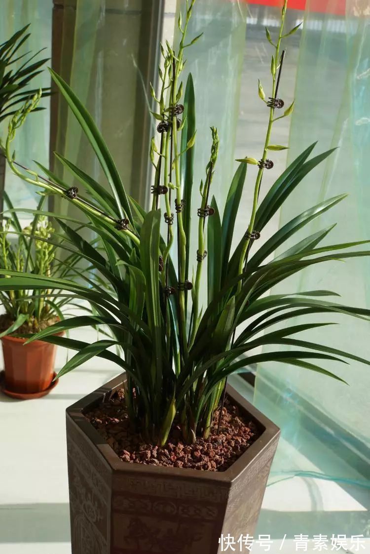 封闭式阳台也能养出一屋子的兰花,光照和湿度管理很重要!