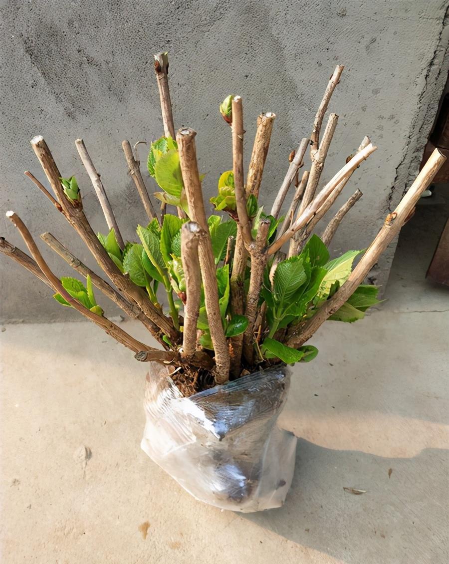 养花|养花新手买“老桩”,都被“割韭菜”,高手会省钱,专挑小的买