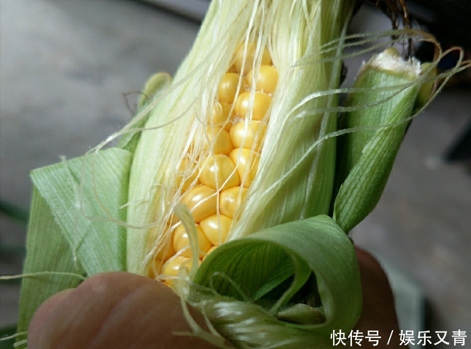 甜玉米糯玉米采摘正当时,教你几招,让你选到老嫩适中的鲜玉米棒