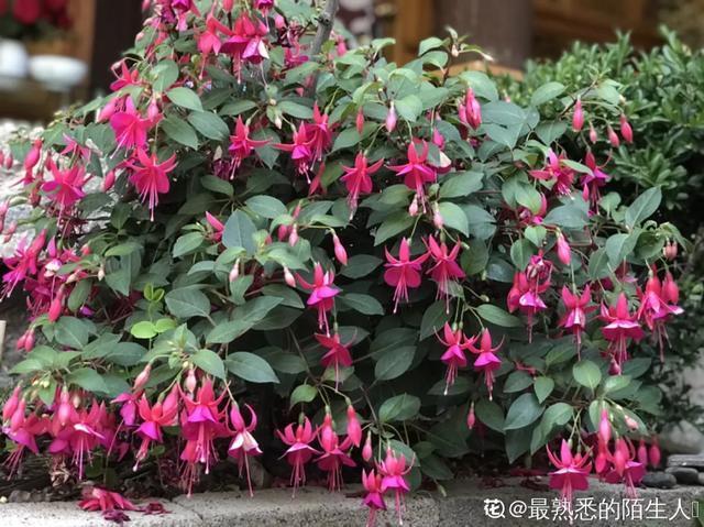 想要家里四季花开,这20种花,连续能开300天,完全不歇气