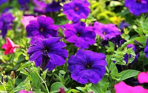 最有仙气的几种花,迷人的花朵,花开不断,还能旺财!