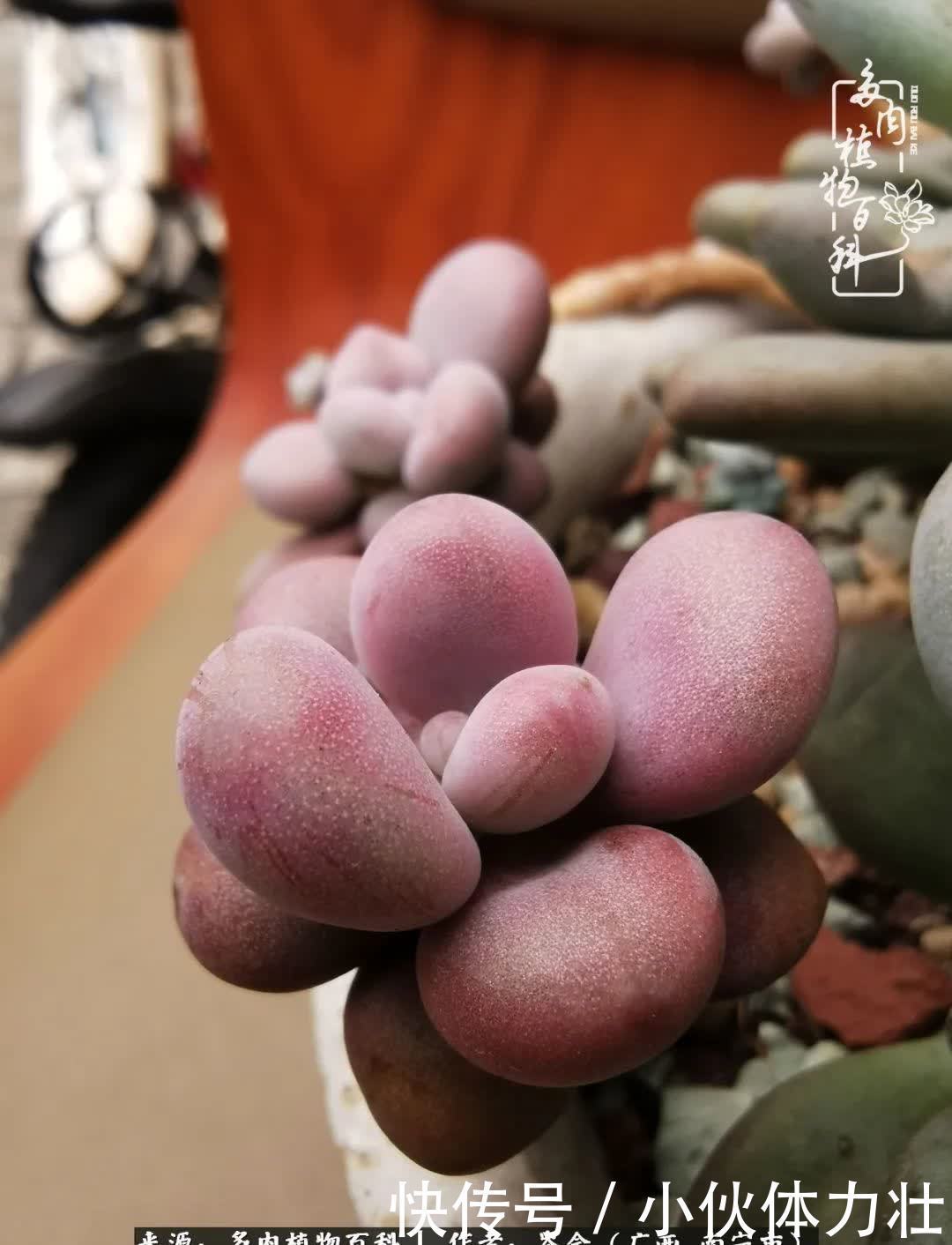 锦晃星|时光不再，人心在，多肉在！