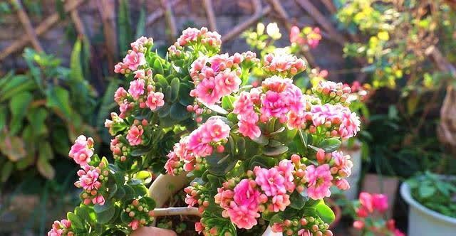 适合勤人养的花,修剪越勤、生长越旺,不建议懒人养,容易长成草