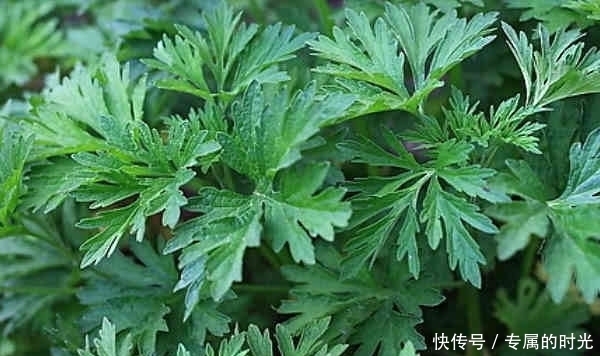 益母草膏|老中医提醒：在农村这4种野菜不仅能抗疲劳，而且还能清热排毒！