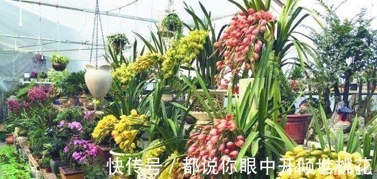养花|花市买花时,尽量避开“此2种”,还有花友敢买,拿回家就养死