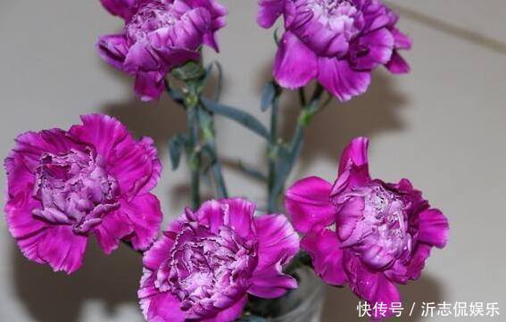 康乃馨|家中有老人养“它”花语温馨与慈祥,开花颜色特殊,花叶俱美