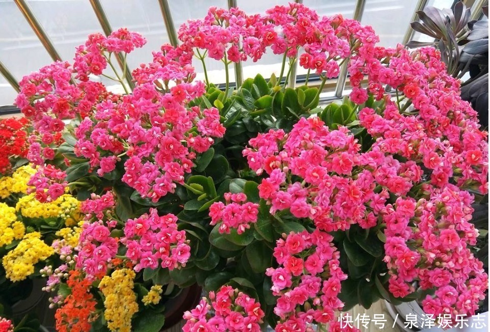 长寿花|老人说“3种”不能送人的花,得罪人是小事,财神爷送走是大事!