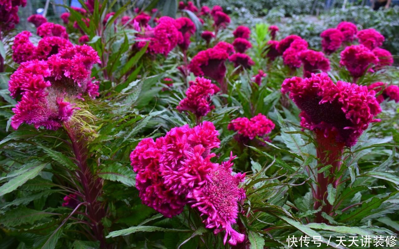 植株|这些“漂亮花”，夏天赶紧剪，剪得越狠，开花越多，剪错了没花看