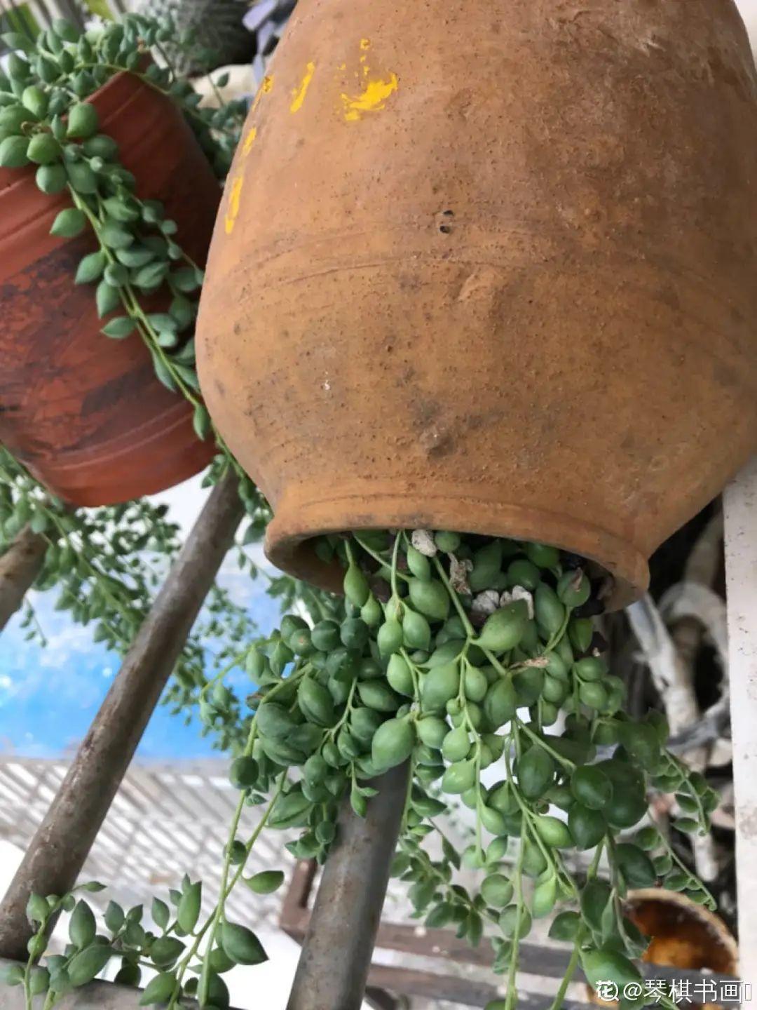 爷爷的破茶壶，全被我拿来养花，省下大笔花盆钱！