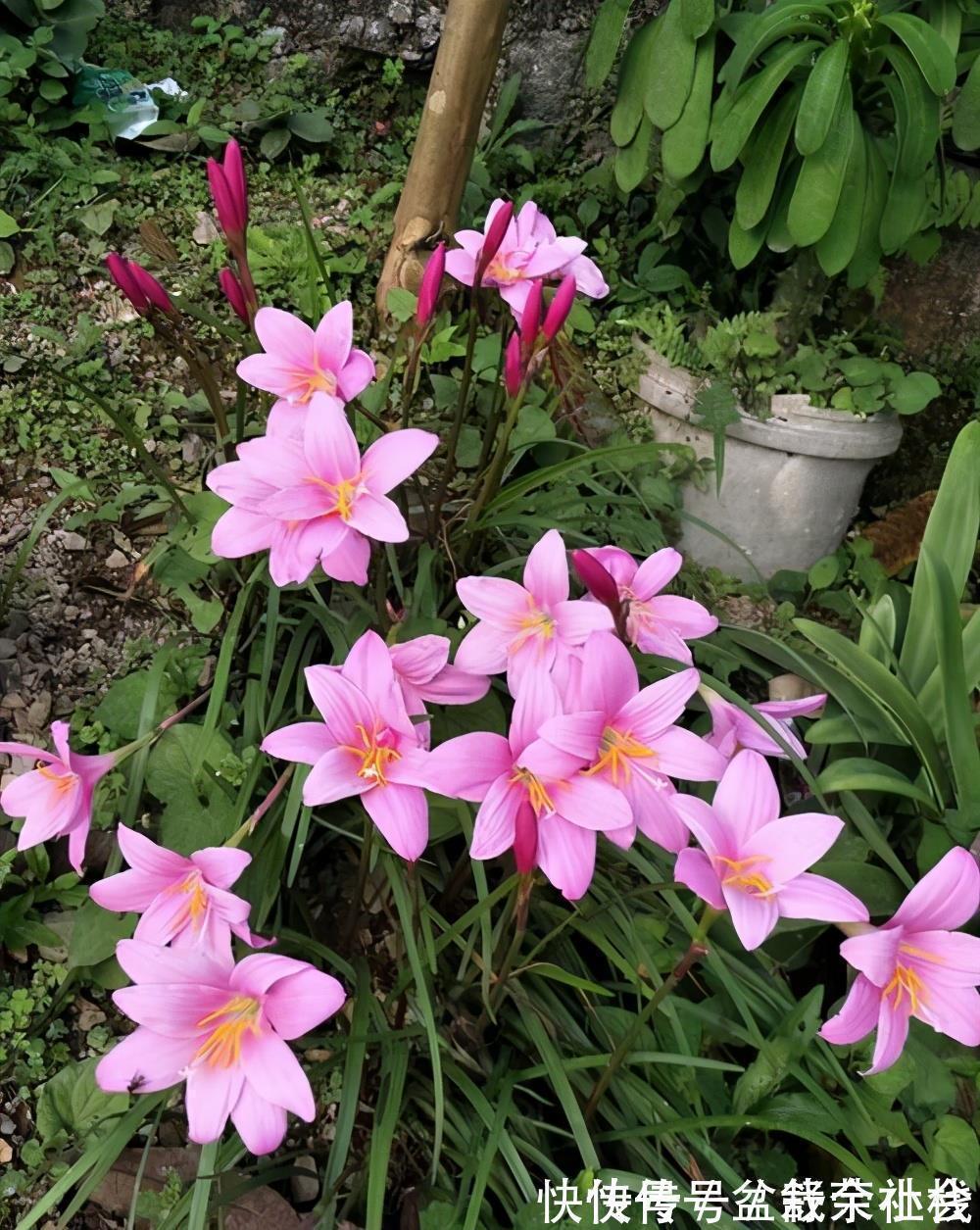 花量|9种漂亮花，热不死晒不怕，开花大半年，没有病虫害，38度成花海